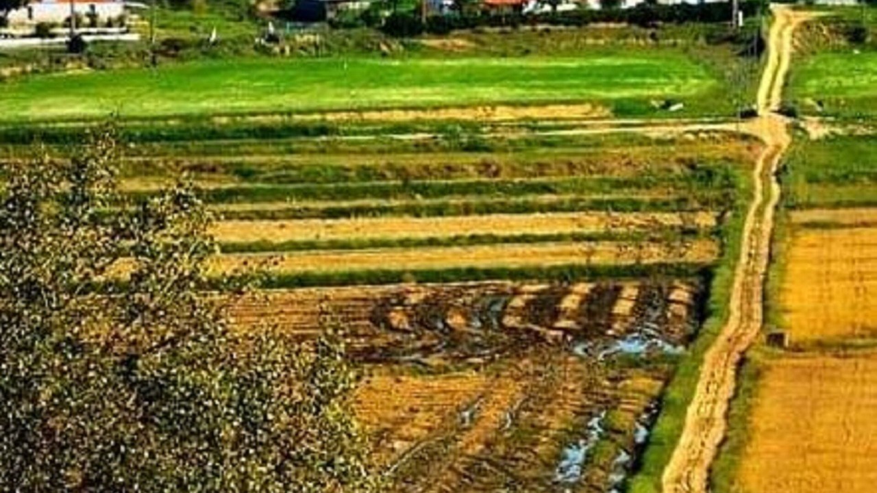 Photo of Others in Alcacer do Sal