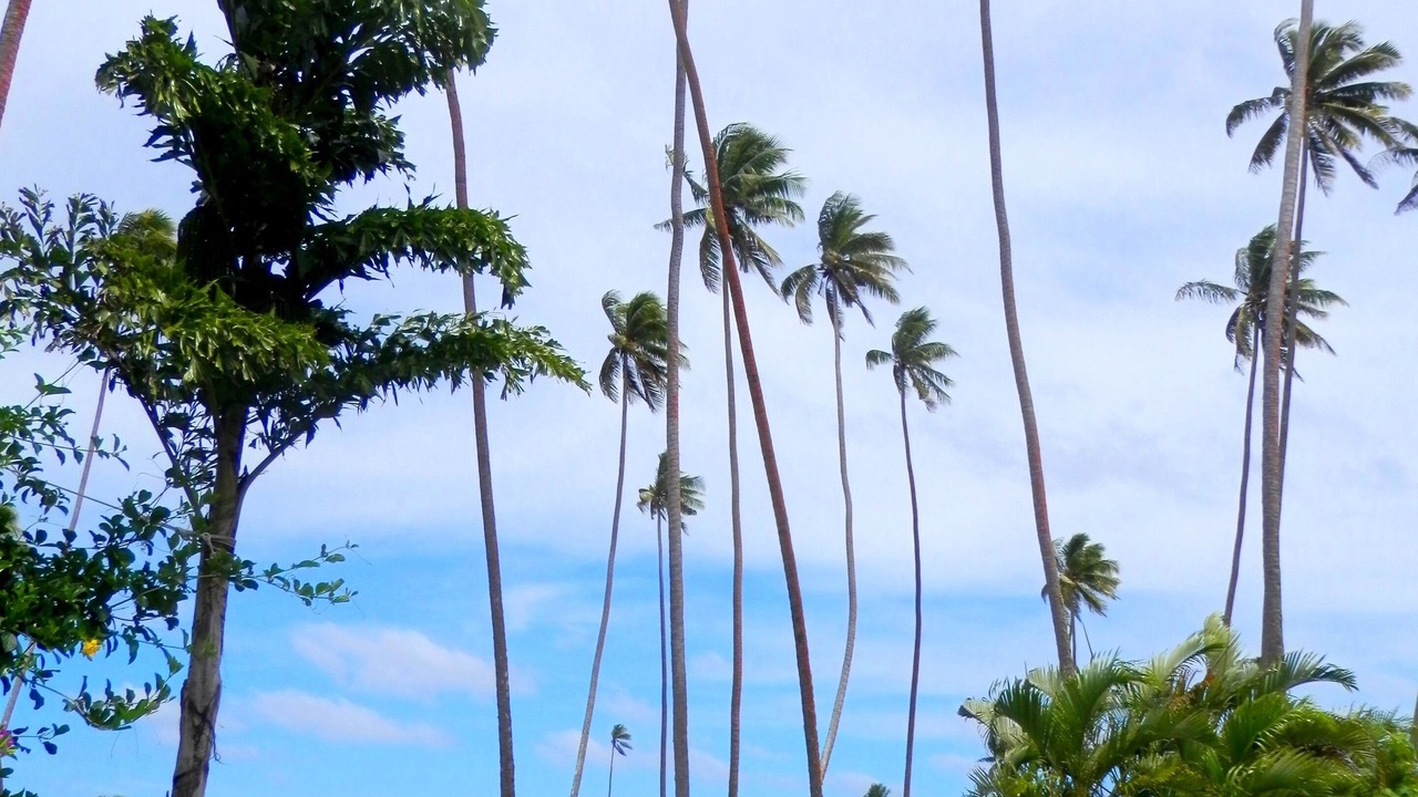 Photo of Others in Savusavu