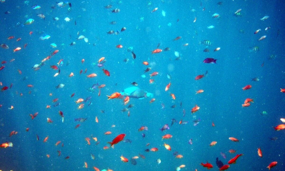 Photo of Others in Savusavu