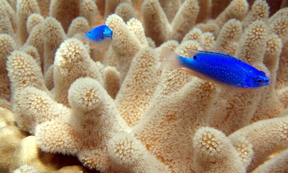 Photo of Others in Savusavu