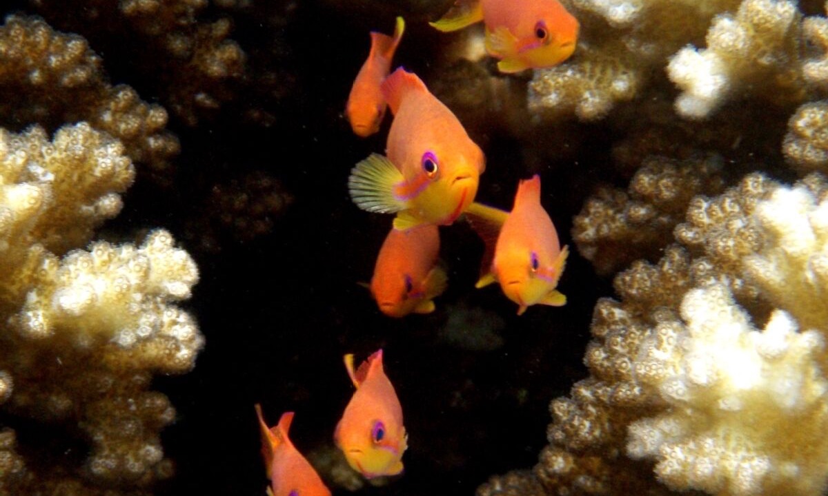 Photo of Outdoor in Savusavu
