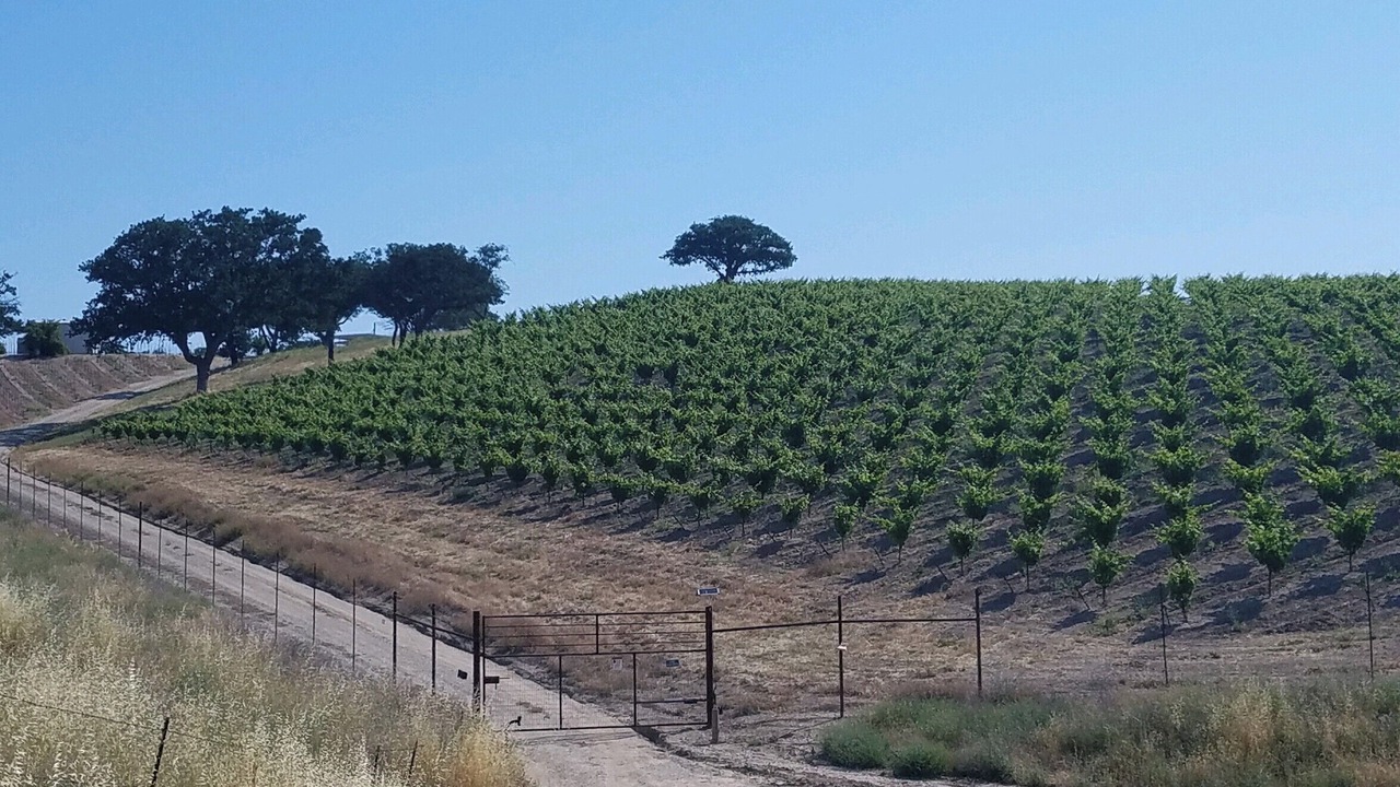 Photo of Others in Paso Robles