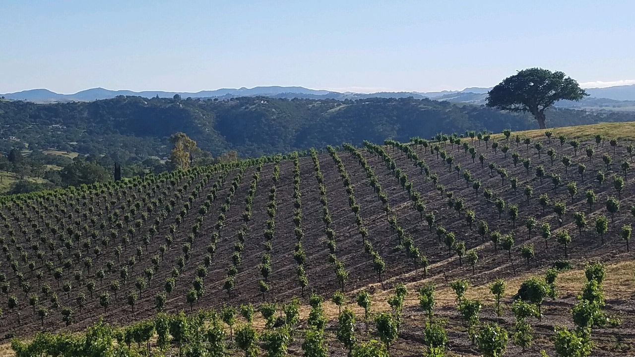 Photo of Others in Paso Robles