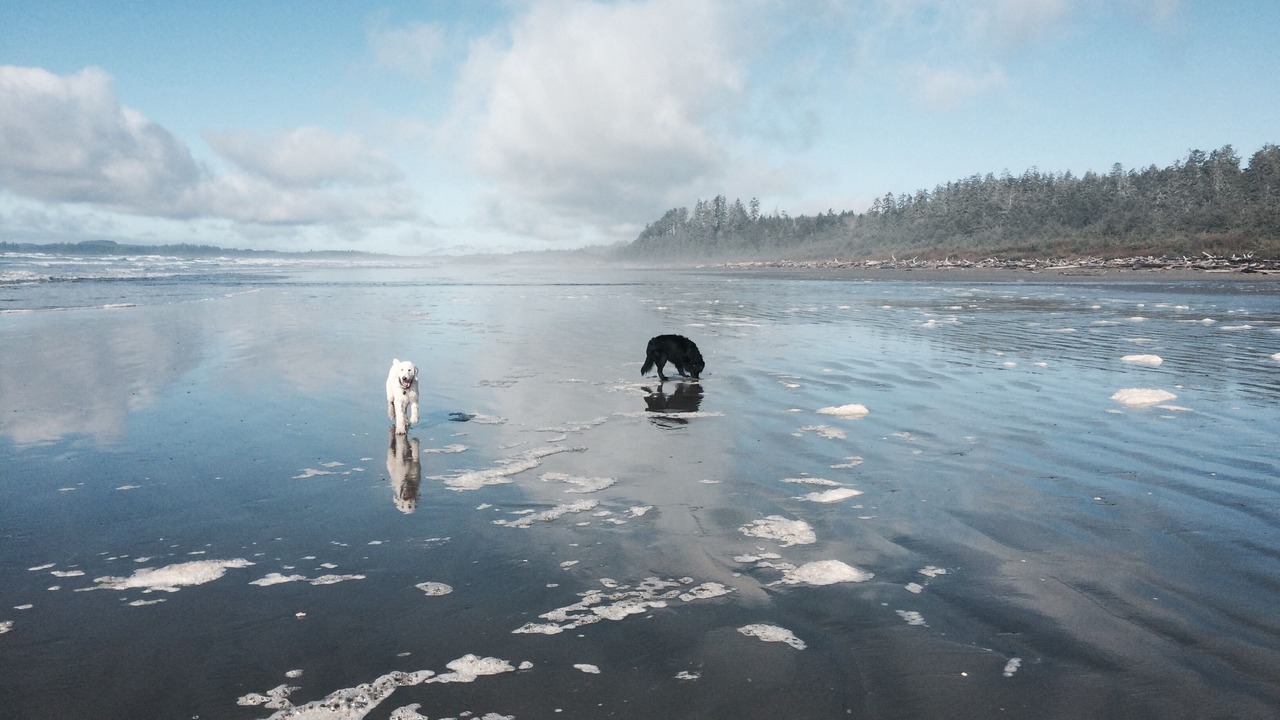 Photo of Others in Ucluelet
