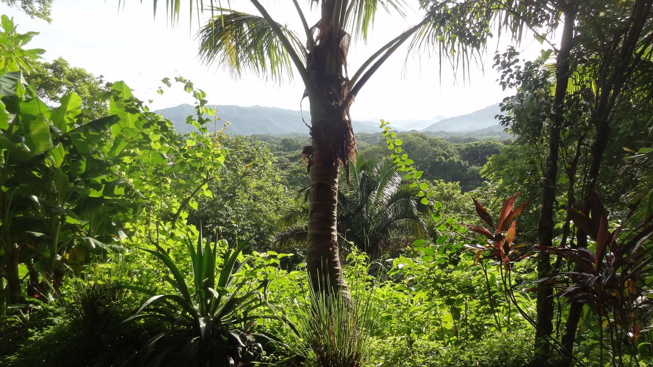 Photo of Outdoor in Nosara