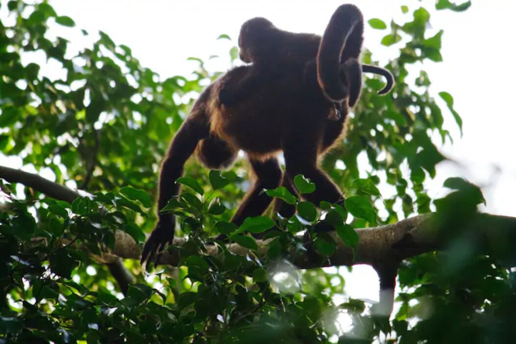 Photo of Outdoor in Nosara