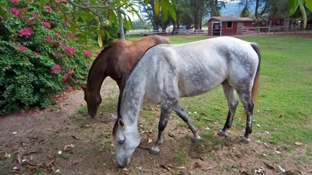 Photo of Outdoor in Waialua