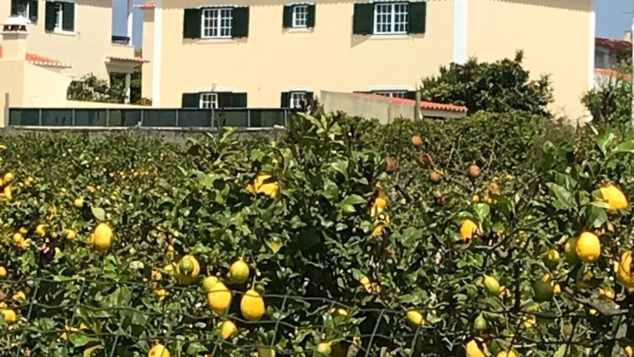 Photo of Outdoor in Mafra