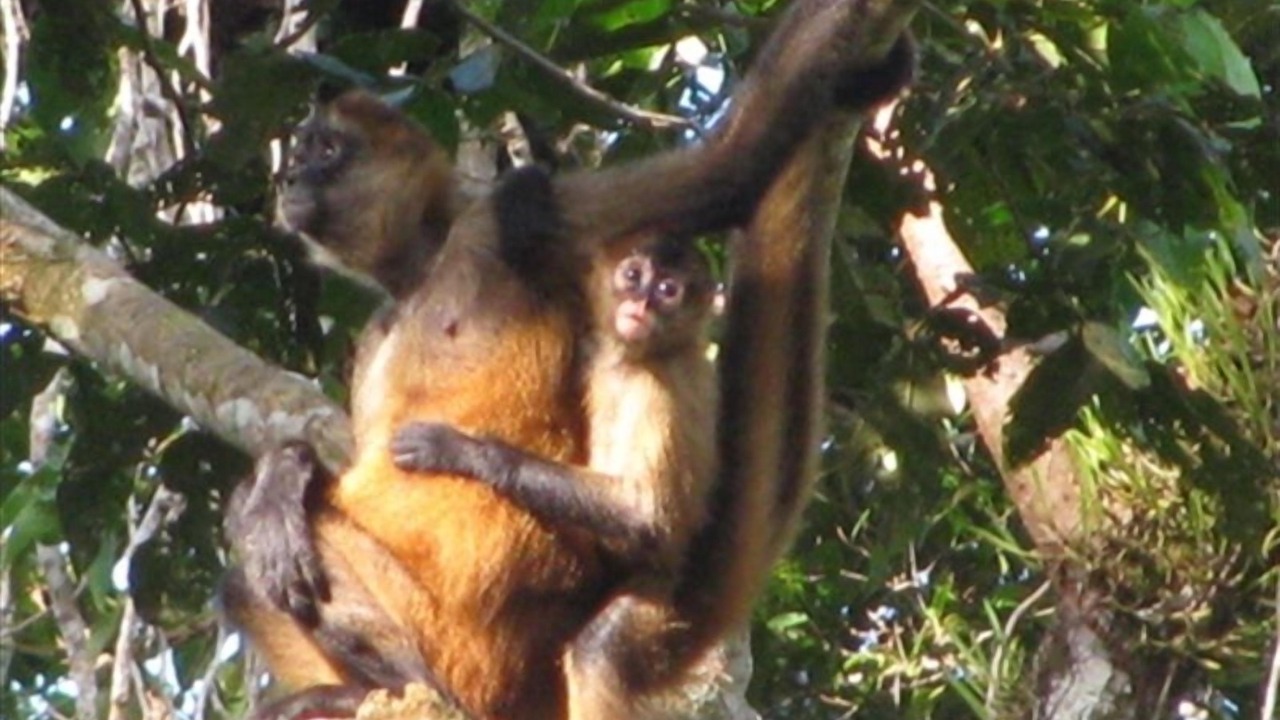 Photo of Others in Limon