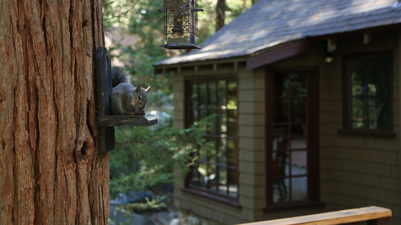 Photo of Others in Idyllwild