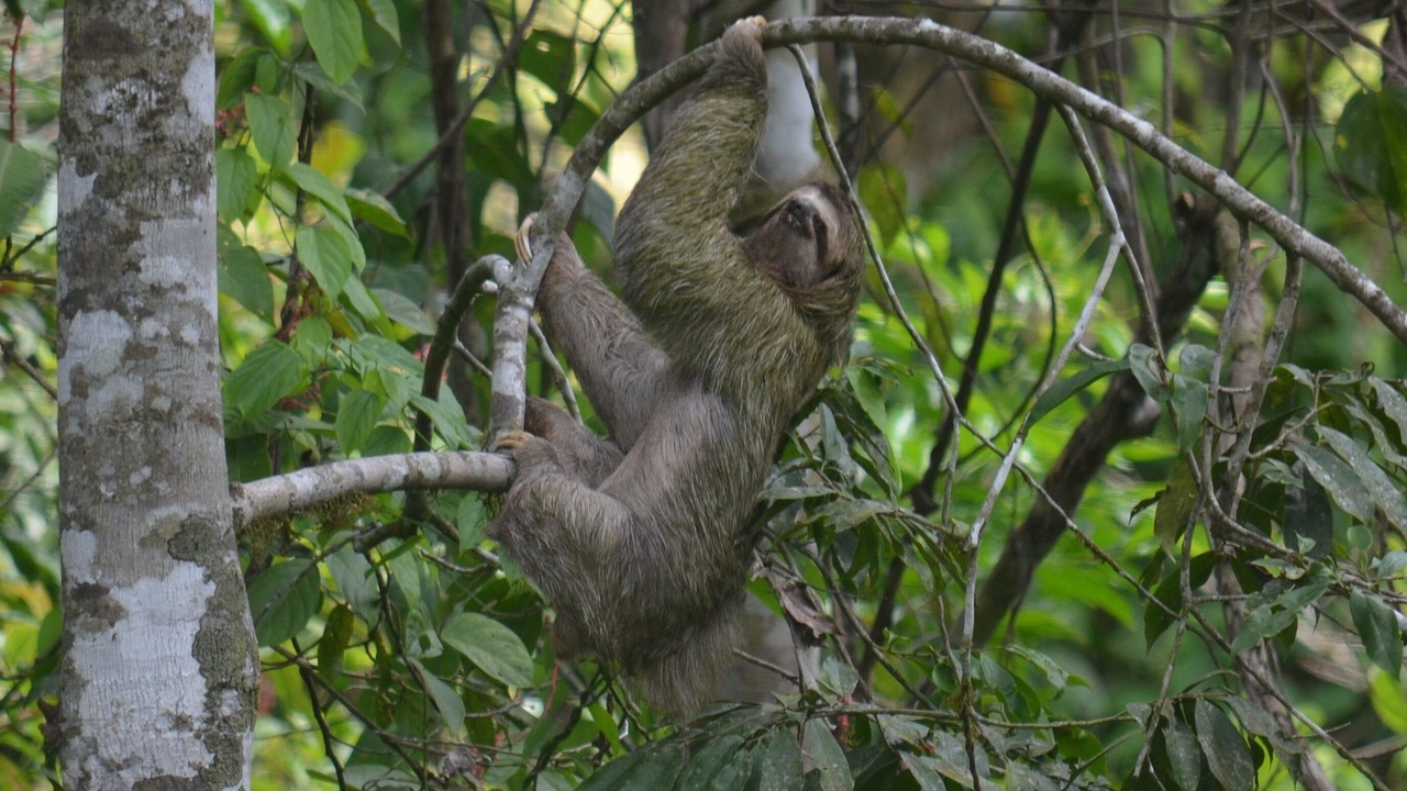 Photo of Others in Pejibaye