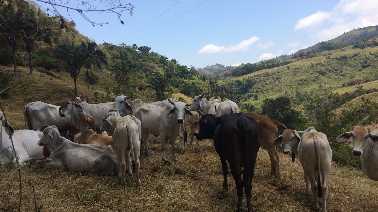 Photo of Others in Pejibaye