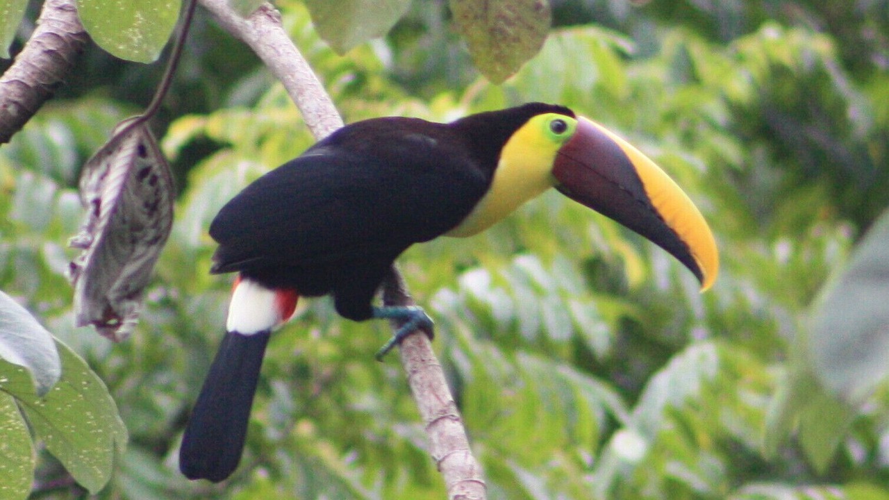 Photo of Others in Uvita