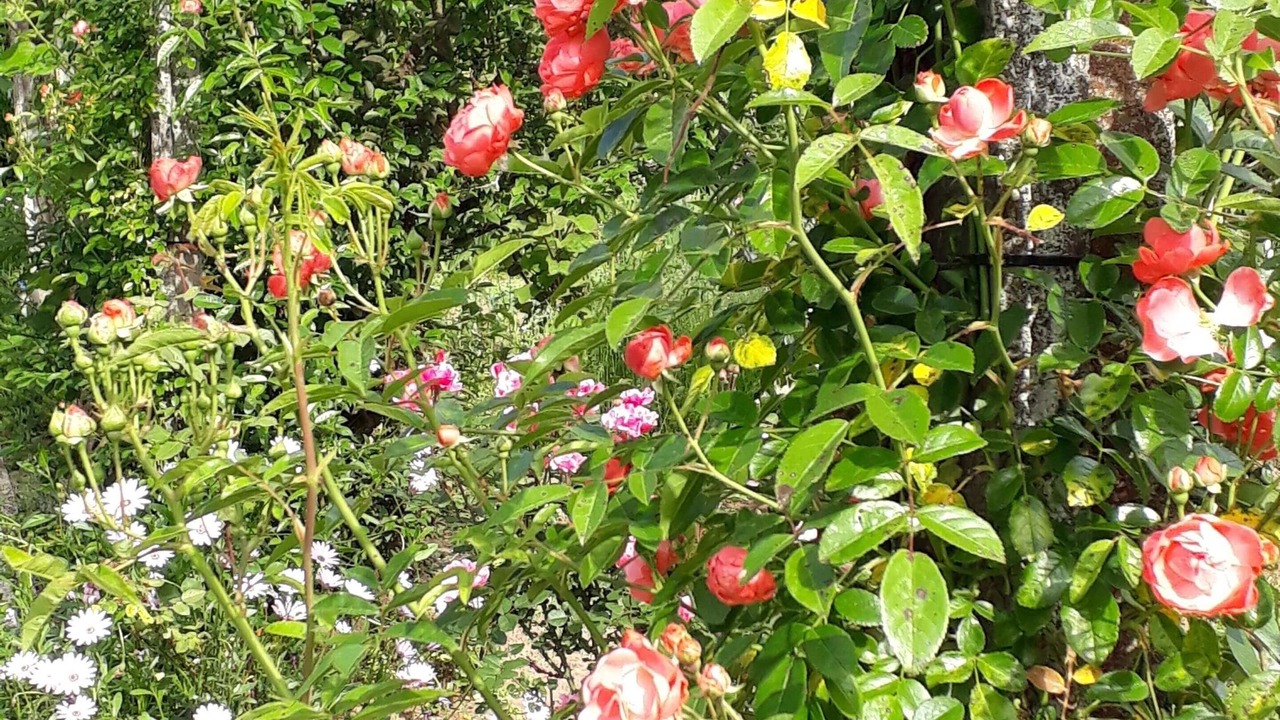 Photo of Outdoor in Alquerubim
