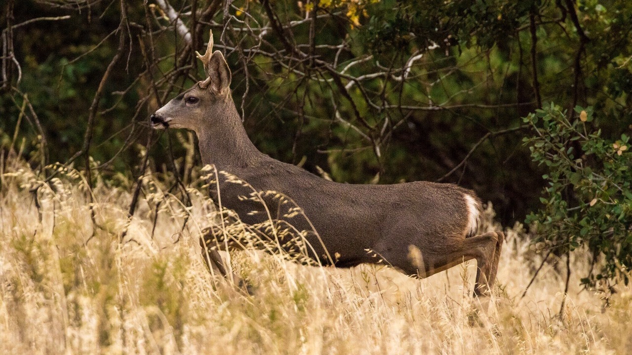 Photo of Outdoor in Julian