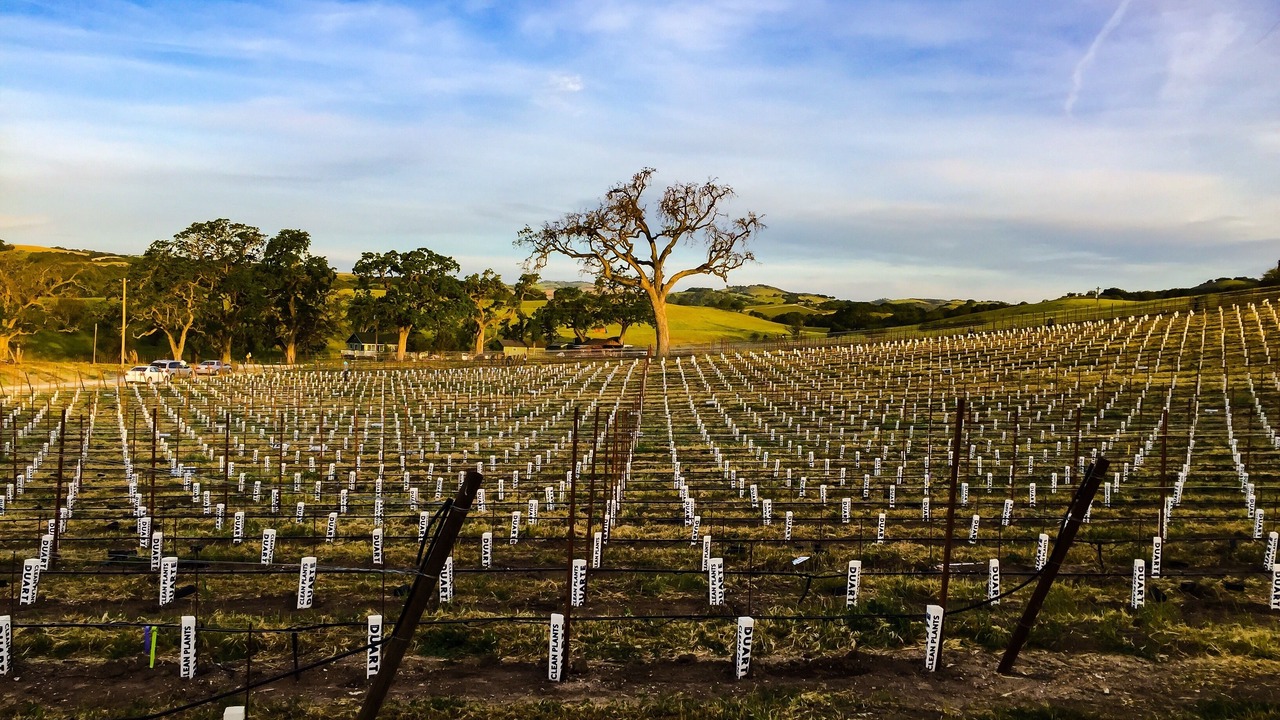 Photo of Others in Paso Robles