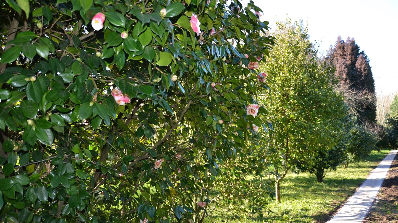 Photo of Outdoor in Alquerubim
