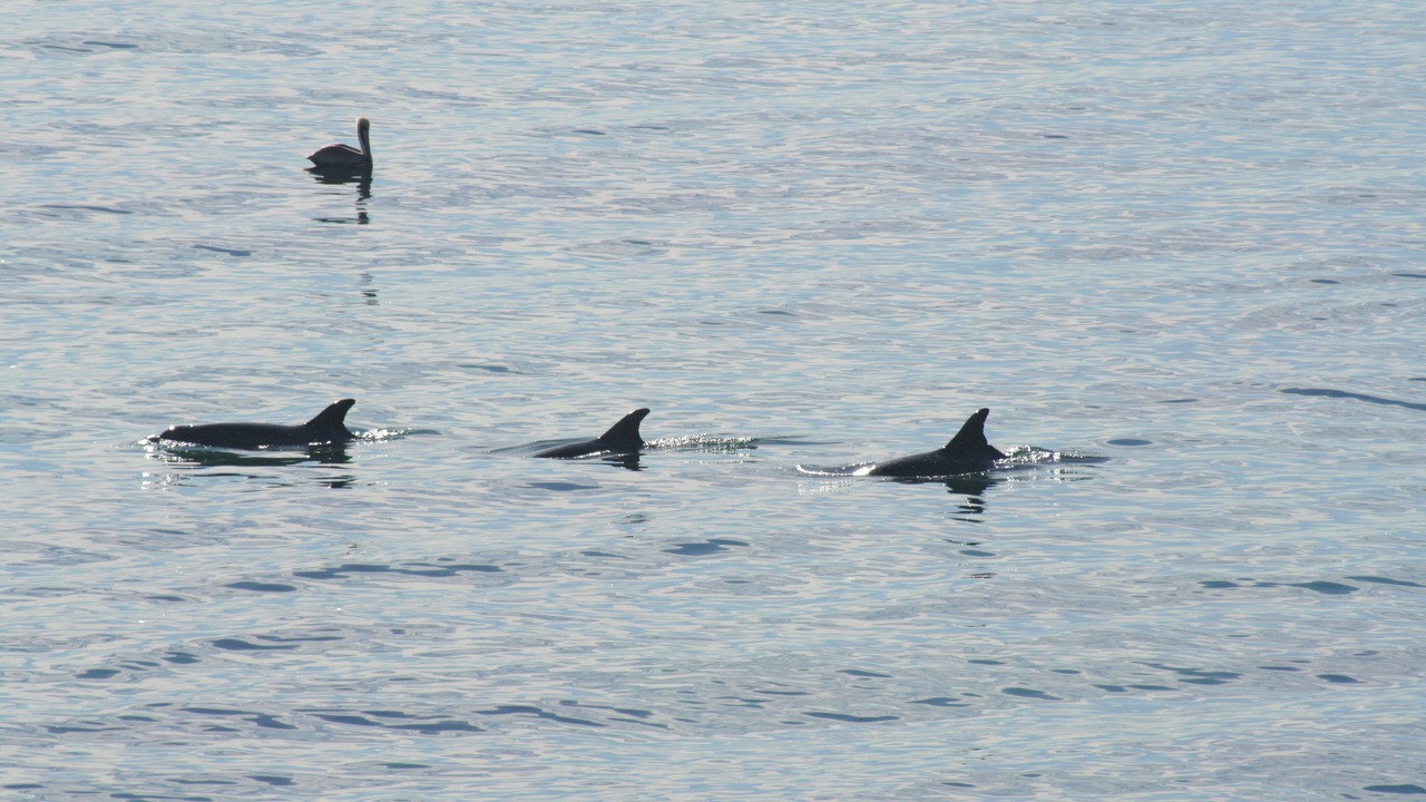 Photo of Others in Eastern Malibu