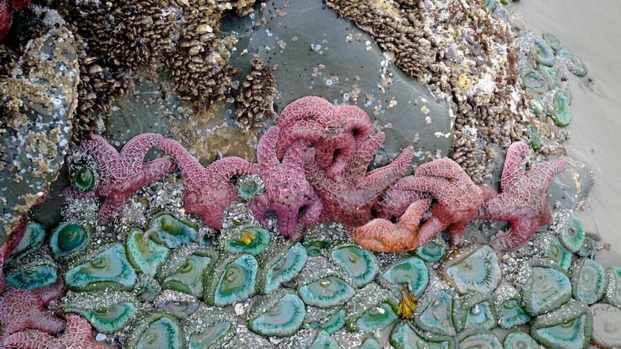 Photo of Others in Tofino