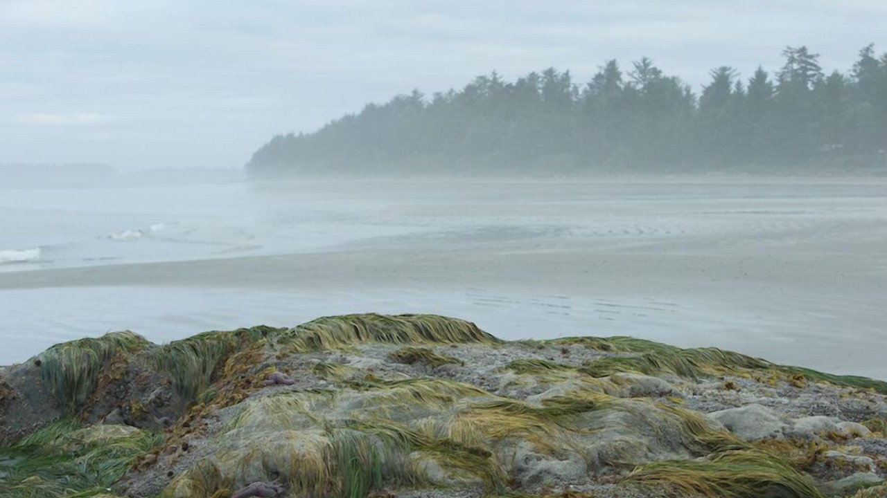 Photo of Others in Tofino
