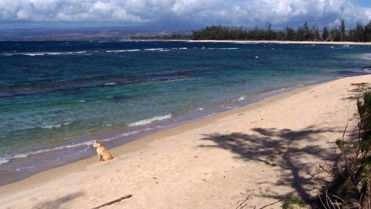 Photo of Others in Waialua