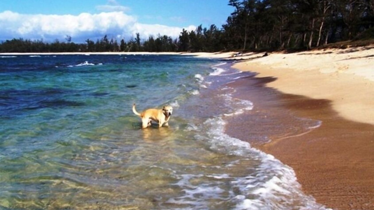 Photo of Others in Waialua