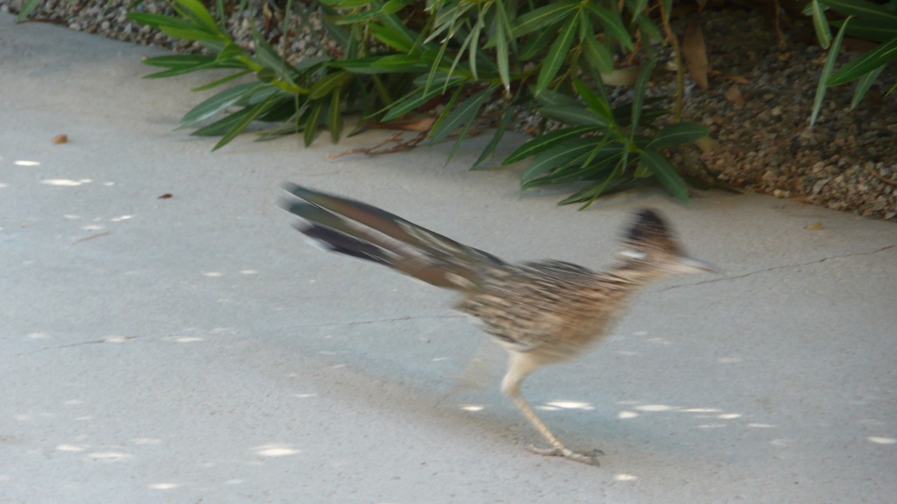 Photo of Others in Cathedral City Cove