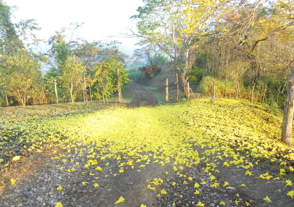 Photo of Others in Bejuco