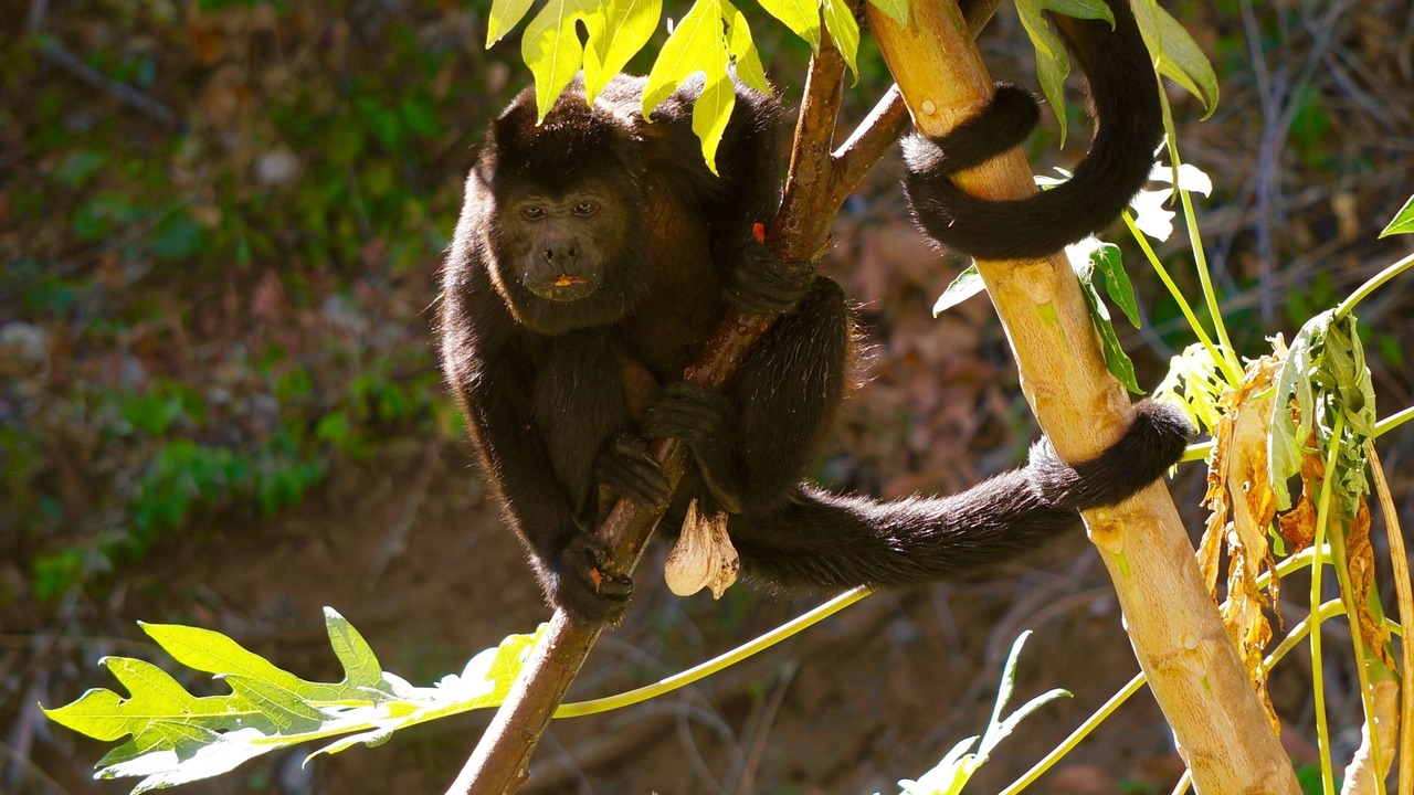 Photo of Others in El Ocotal
