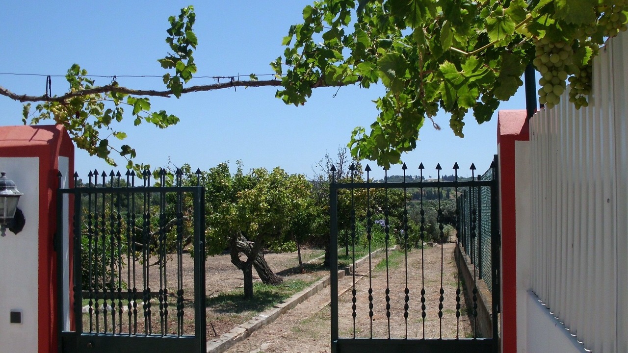 Photo of Others in Alfarrobeira