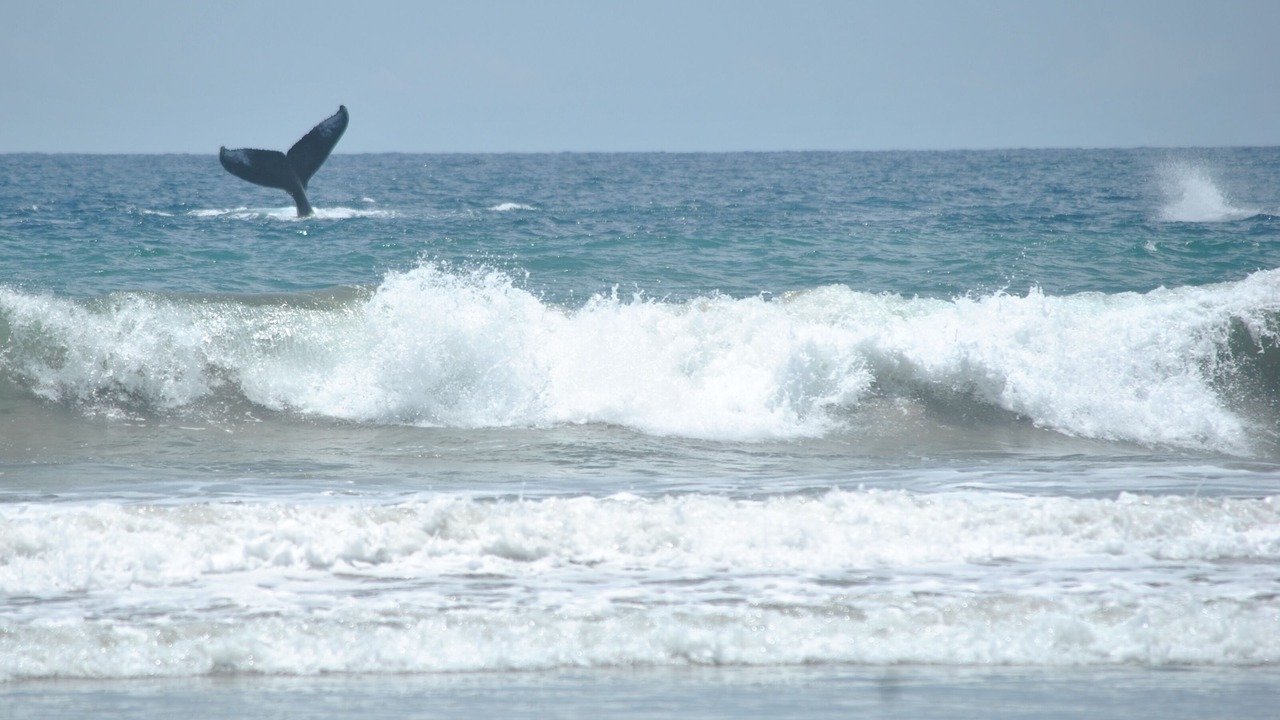 Photo of Others in Playa El Coco