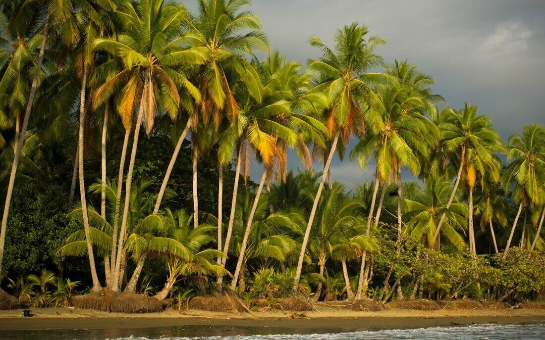 Photo of Others in Uvita