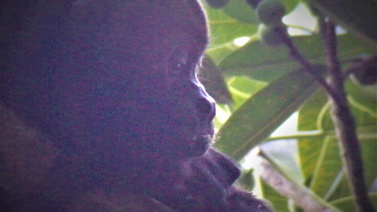 Photo of Others in Uvita