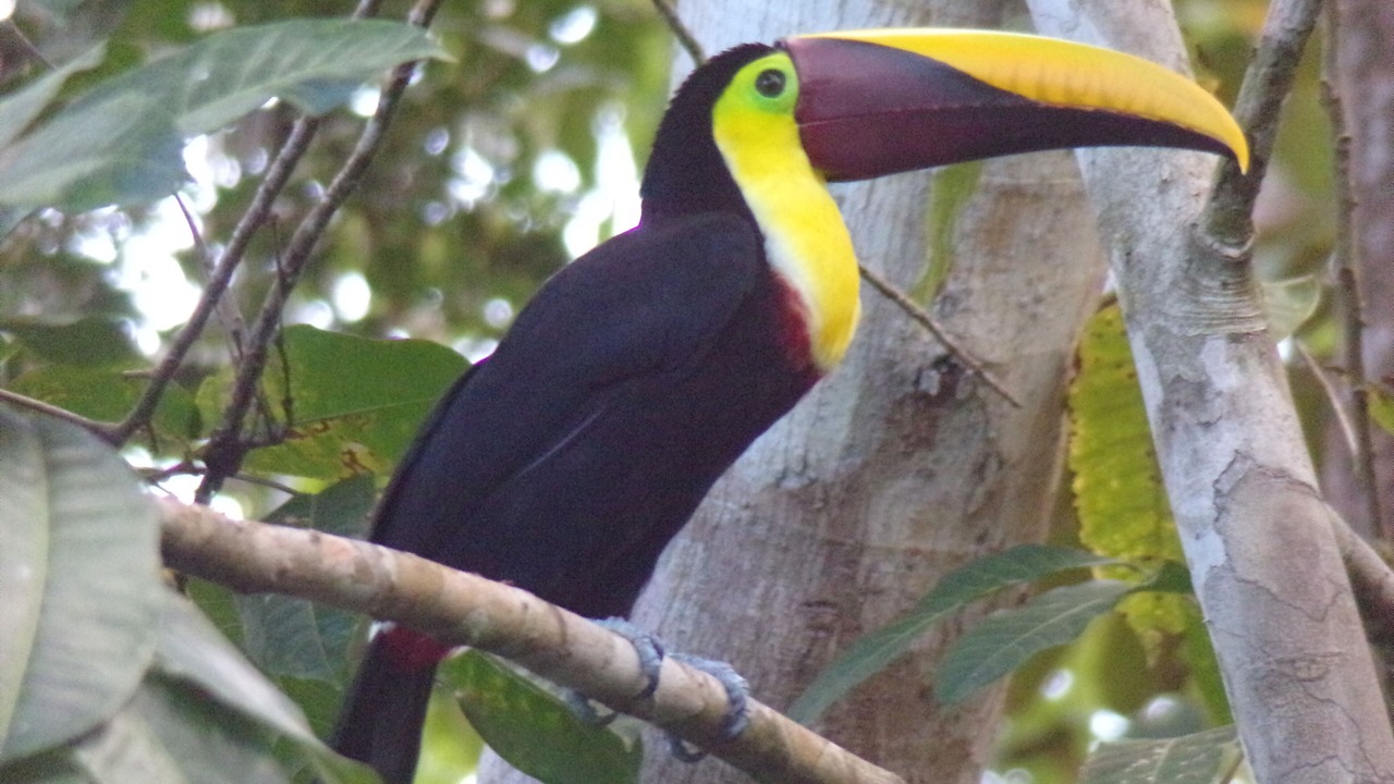 Photo of Others in Uvita