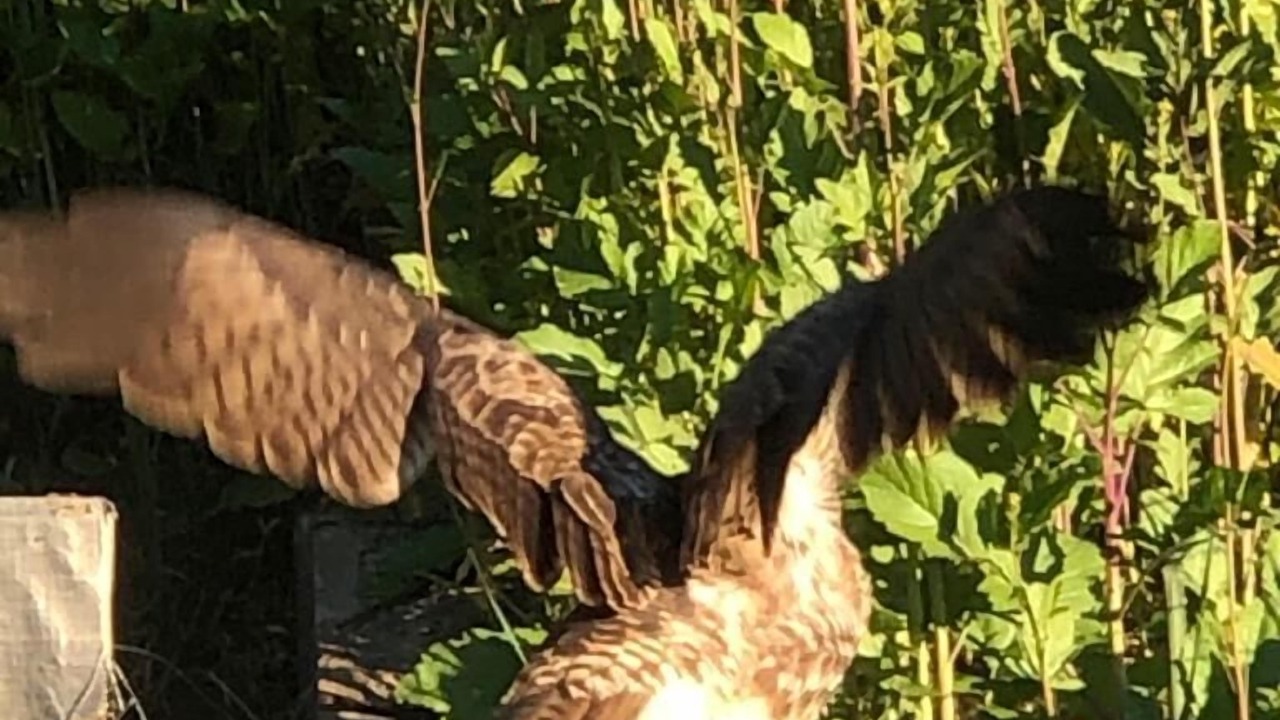 Photo of Others in Central Malibu
