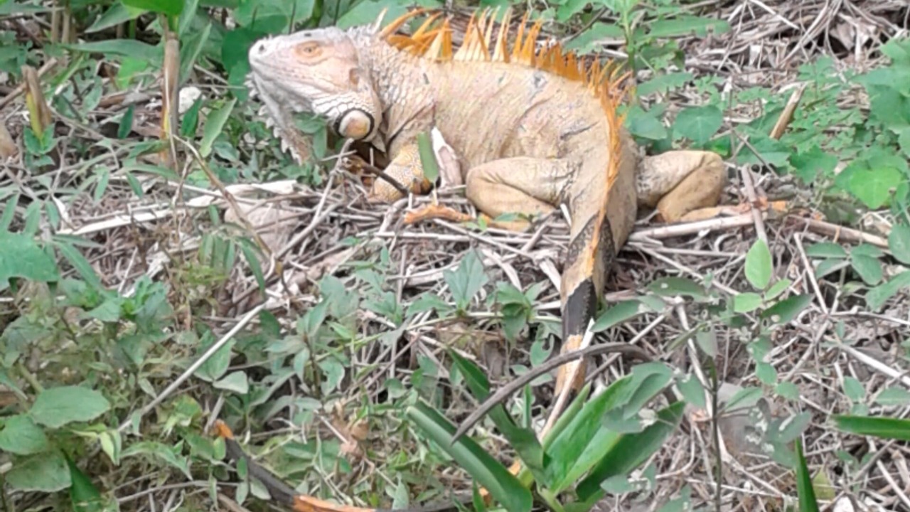 Photo of Others in Puerto Viejo de Talamanca
