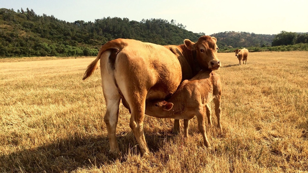 Photo of Others in Sao Salvador