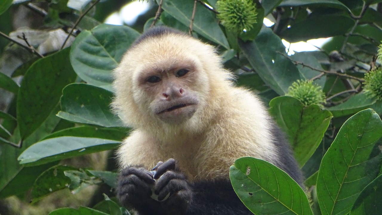 Photo of Outdoor in Ojochal