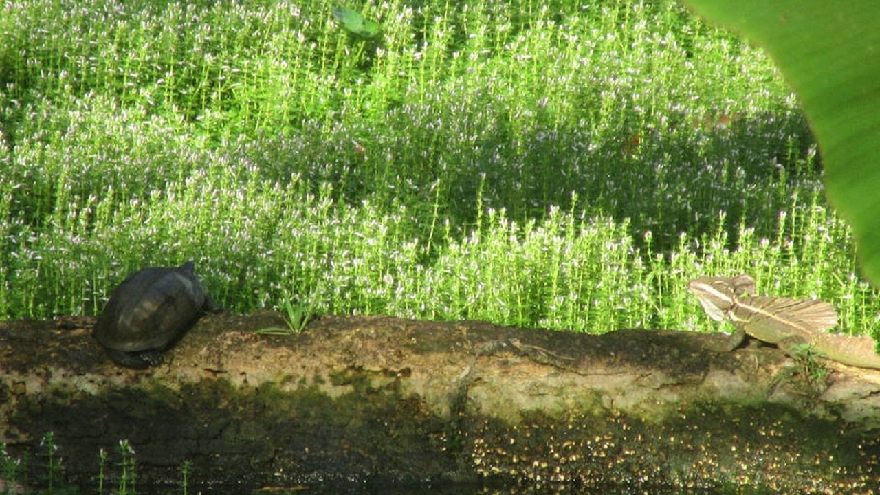 Photo of Others in Ojochal