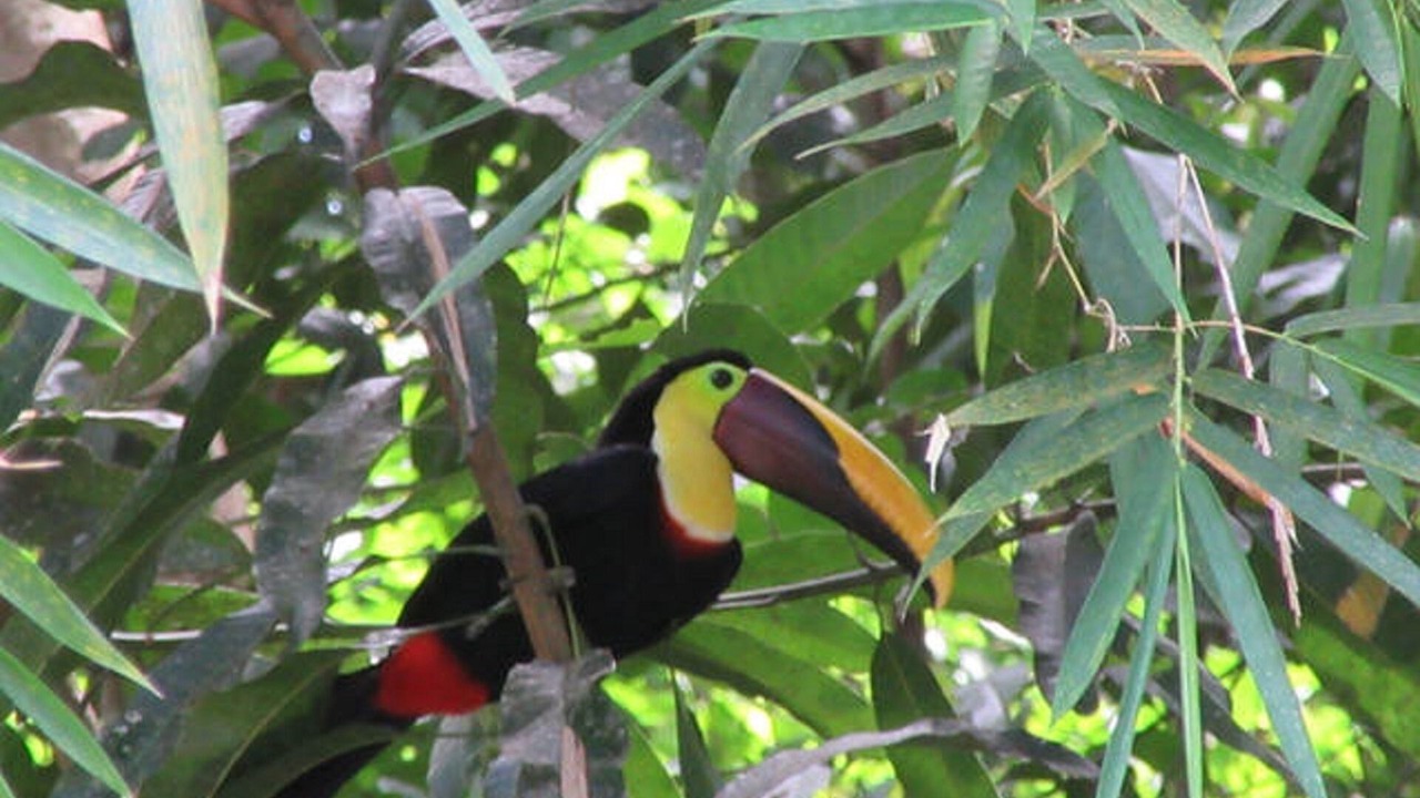 Photo of Outdoor in Ojochal