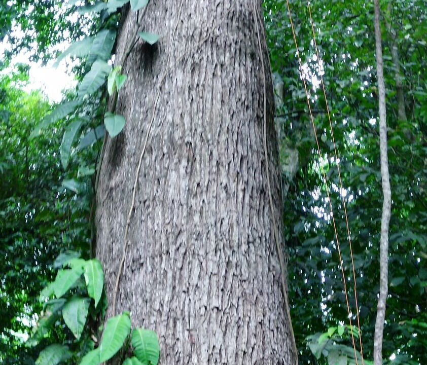 Photo of Outdoor in Manzanillo