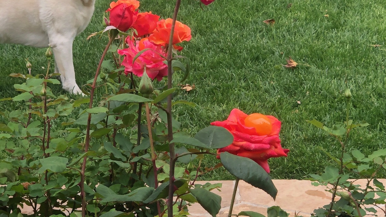 Photo of Outdoor in Santa Barbara