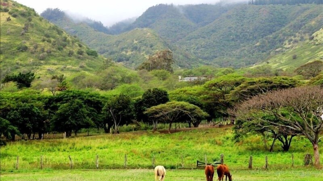 Photo of Others in Waialua