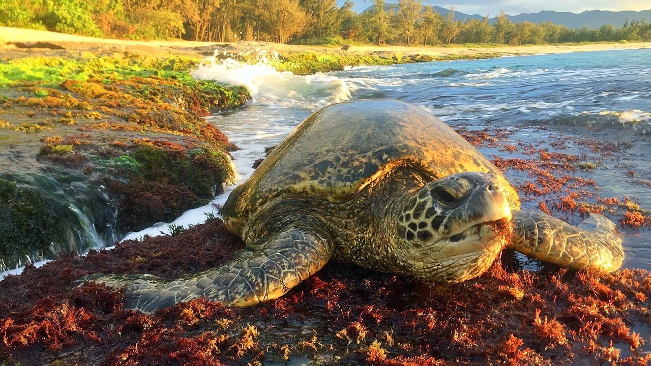 Photo of Others in Waialua