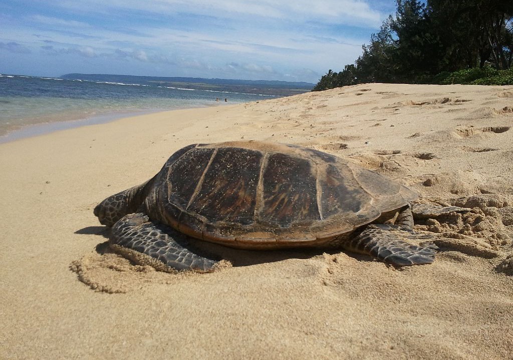Photo of Others in Waialua