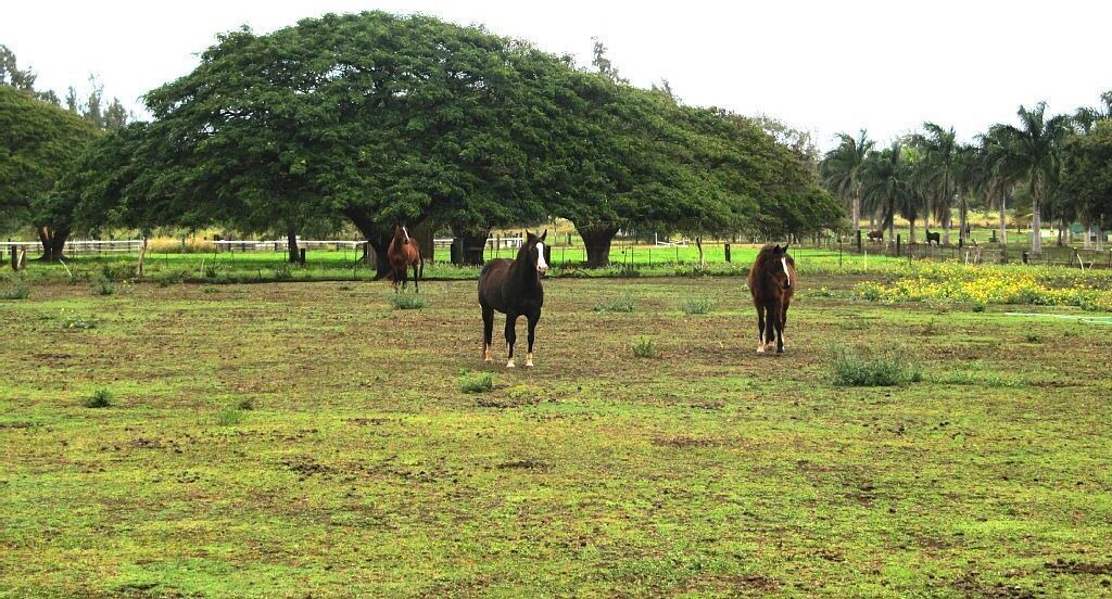 Photo of Others in Waialua