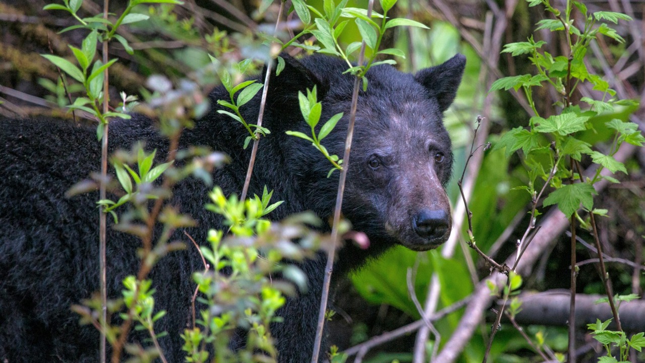 Photo of Others in Ucluelet