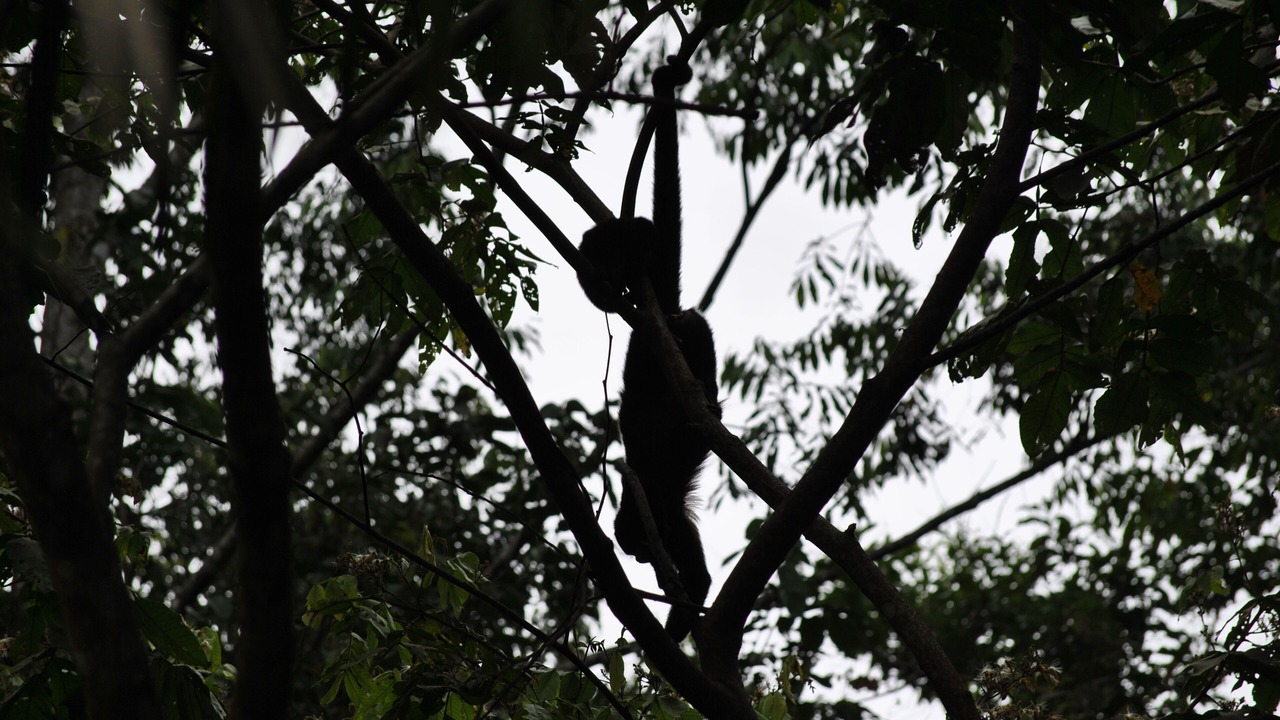 Photo of Others in Ojochal