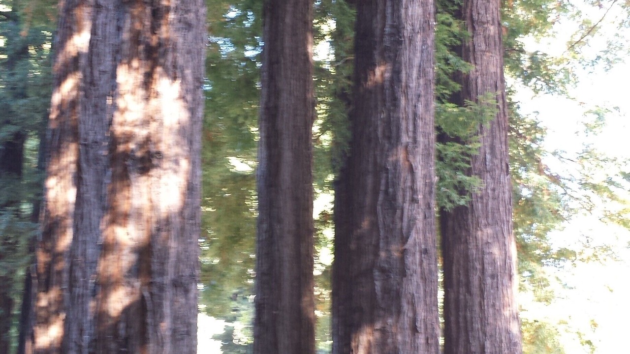 Photo of Others in Cazadero