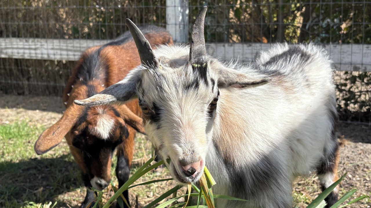 Photo of Others in Santa Ynez